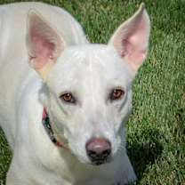 Thumbnail photo of Ragnarok #1