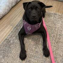 Thumbnail photo of Rosalia #1