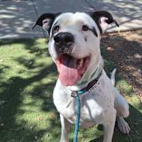 adopt-pet
