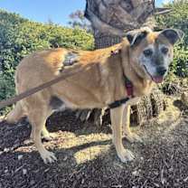 Thumbnail photo of Sandy #1