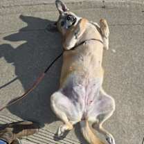 Thumbnail photo of Sandy #2