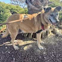 Thumbnail photo of Sandy #3