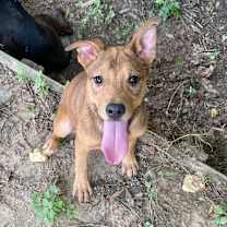 Thumbnail photo of Lucky Charm #2