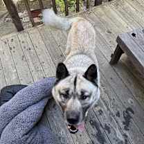 Thumbnail photo of Lost Akita in Benicia #1
