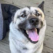 Thumbnail photo of Lost Akita in Benicia #2