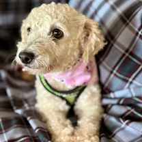 Thumbnail photo of Pixie #3