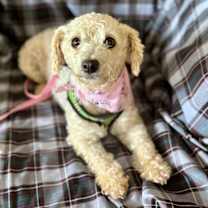 Thumbnail photo of Pixie #4