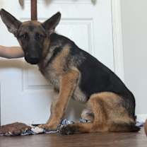 adopt-pet