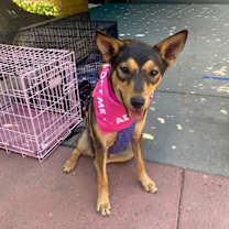 Thumbnail photo of Toph #4