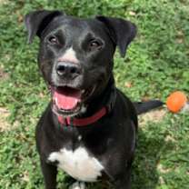 Thumbnail photo of June bug #2