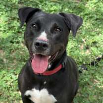 Thumbnail photo of June bug #3