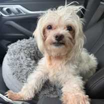 adopt-pet