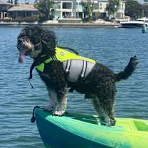 Thumbnail photo of Teddy #1