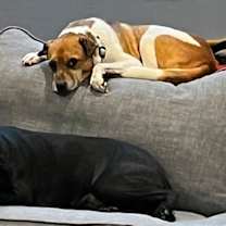 Thumbnail photo of Sam #3