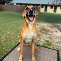 Thumbnail photo of Carrot #1