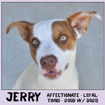Thumbnail photo of Jerry #1