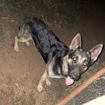 Thumbnail photo of Yeager #2