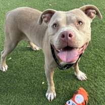 adopt-pet