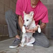 Thumbnail photo of 161501 Churro #1