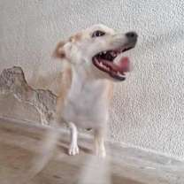 Thumbnail photo of 161501 Churro #3