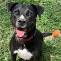 Thumbnail photo of June bug #1