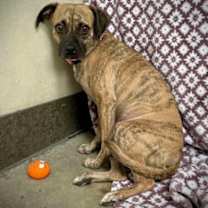 adopt-pet