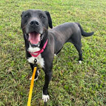 Thumbnail photo of Dior FKA Minotaur #2