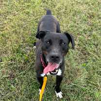 Thumbnail photo of Dior FKA Minotaur #3