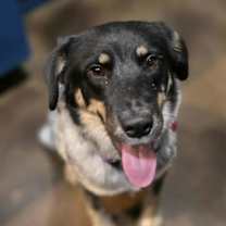 adopt-pet