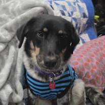 Thumbnail photo of Bianca #2