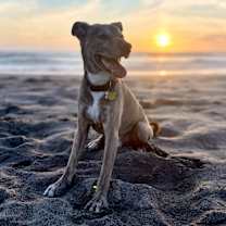 Thumbnail photo of Finn #1