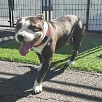 Thumbnail photo of Popeye #4