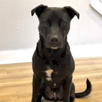 Thumbnail photo of Enzo #1