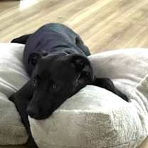 Thumbnail photo of Enzo #2