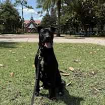 Thumbnail photo of Enzo #3