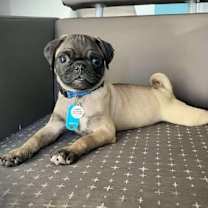 adopt-pet