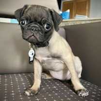 adopt-pet