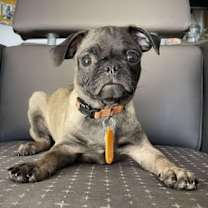 adopt-pet