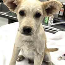 Thumbnail photo of 161501 Churro #2