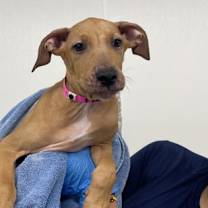 adopt-pet