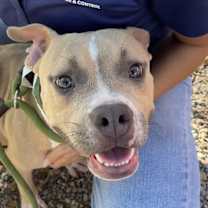 adopt-pet