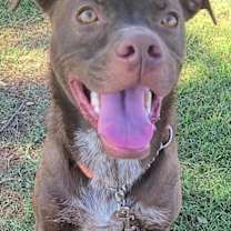 adopt-pet