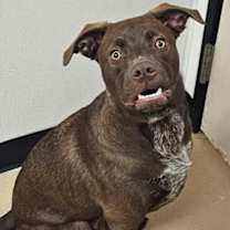 Thumbnail photo of Maple #3