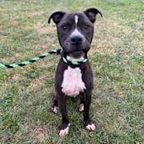 Thumbnail photo of Shaky #2