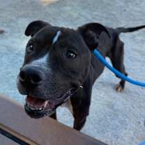 Thumbnail photo of Shaky #3