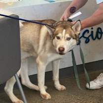 adopt-pet