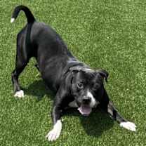 Thumbnail photo of Scrabble #2