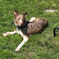 Thumbnail photo of Fox #3