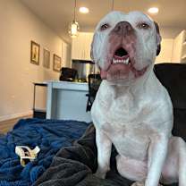 Thumbnail photo of Darla #3