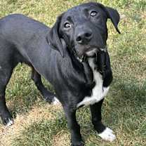 Thumbnail photo of Jake #2